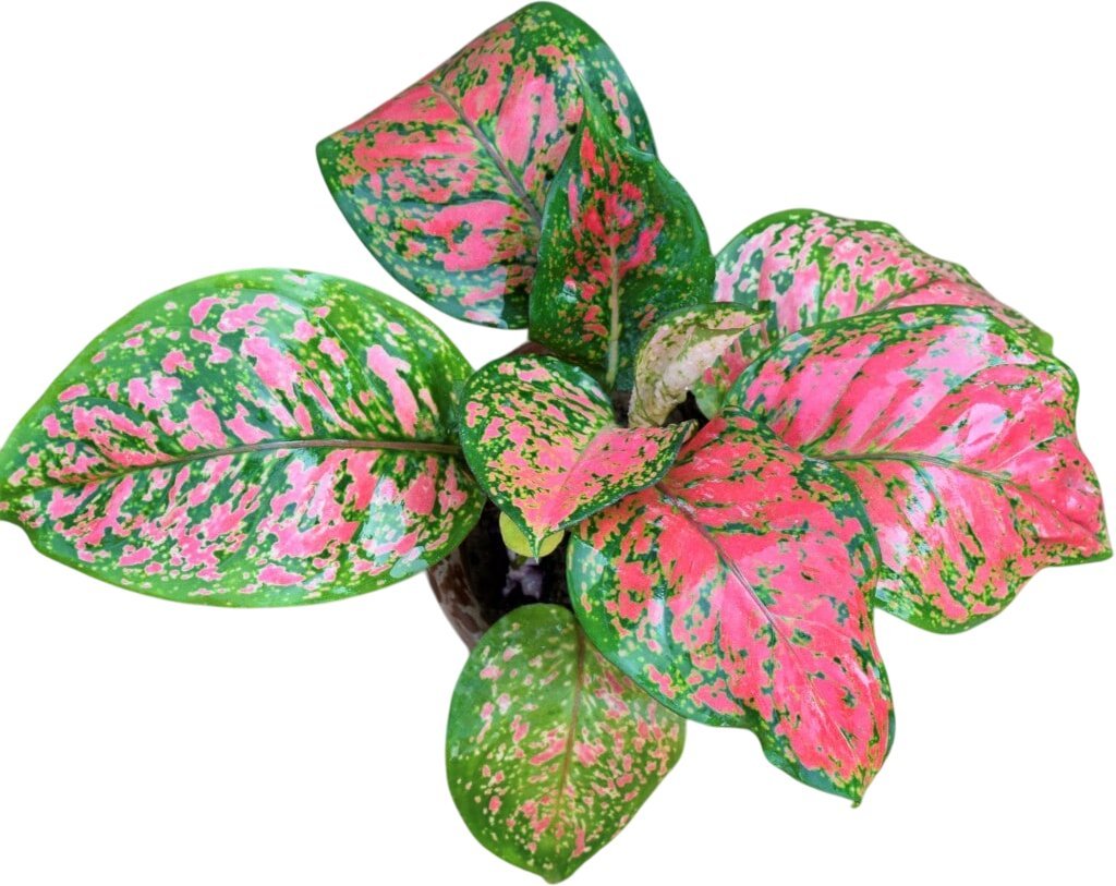 Aglaonema Pink Dalmatian