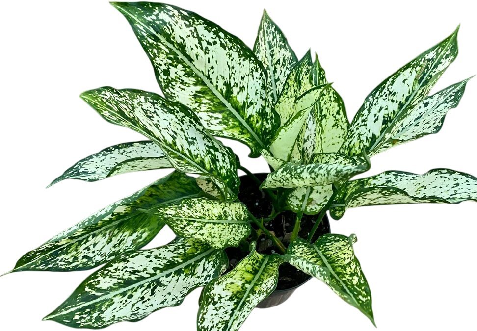 Aglaonema Spring Snow